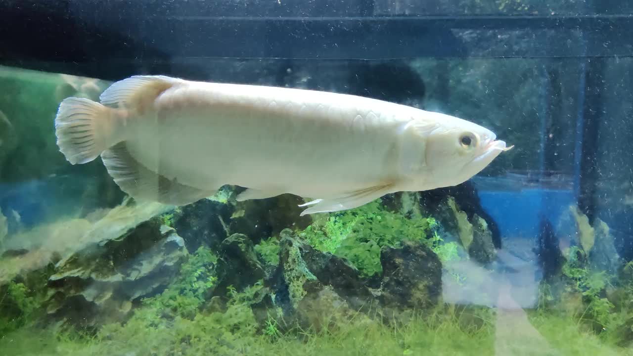 水族馆里的巨型鱼的运动视频素材