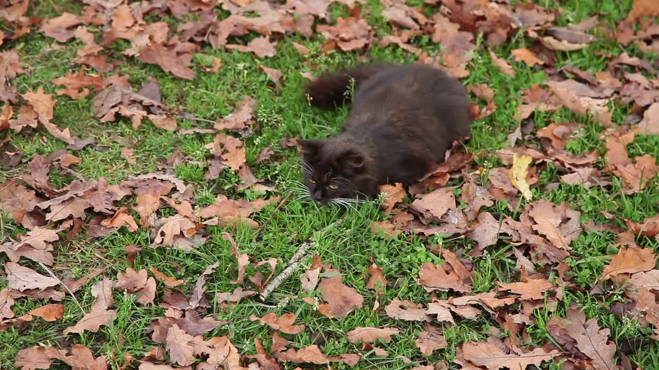 两只猫在后院打架视频素材