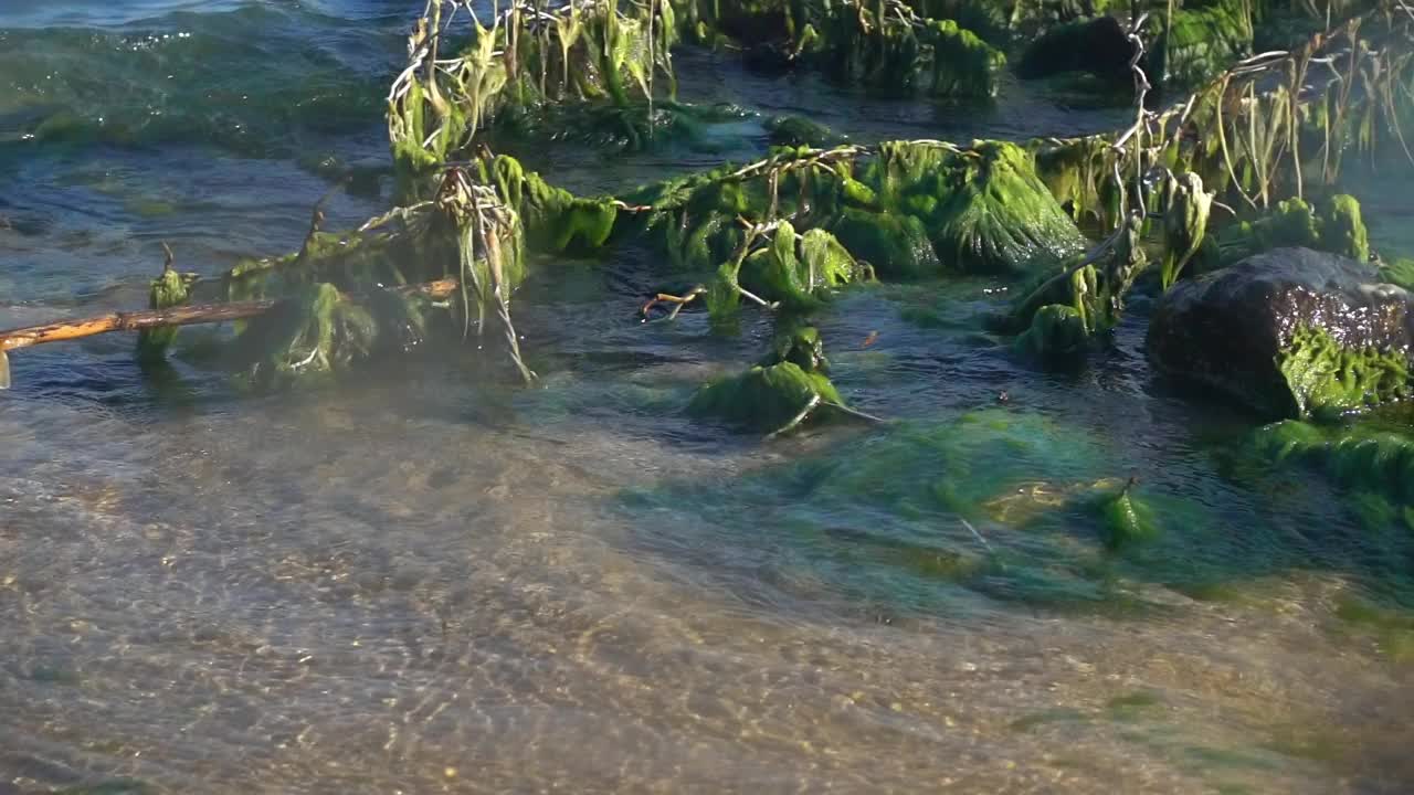 阳光明媚的日子，海滩上的海藻和岩石视频素材