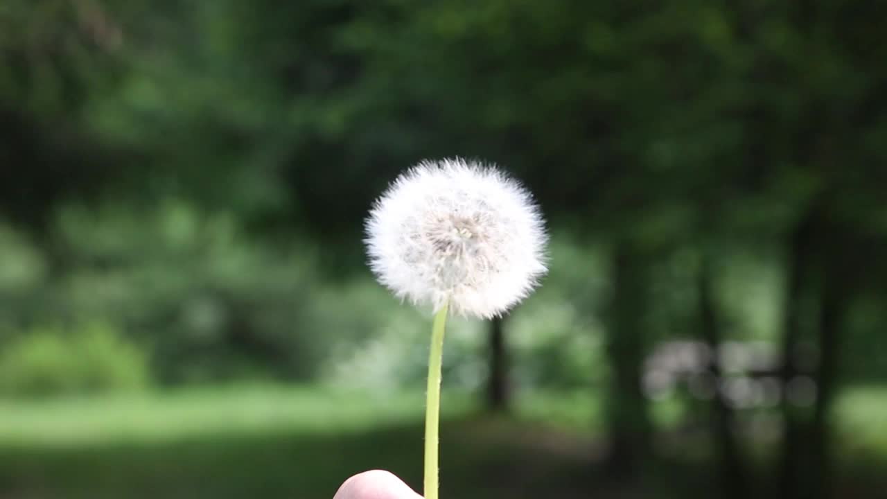 雨在绿树或森林的背景上视频素材