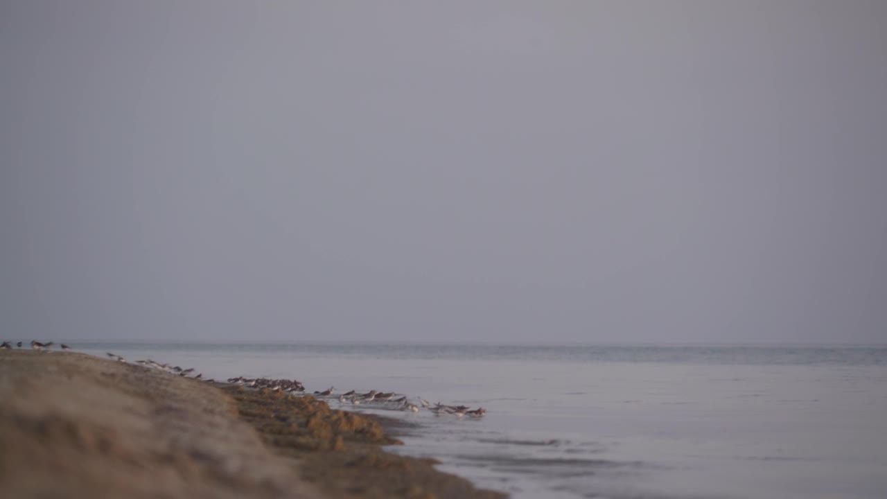 海滨的鸟儿啄食甲壳类动物视频素材