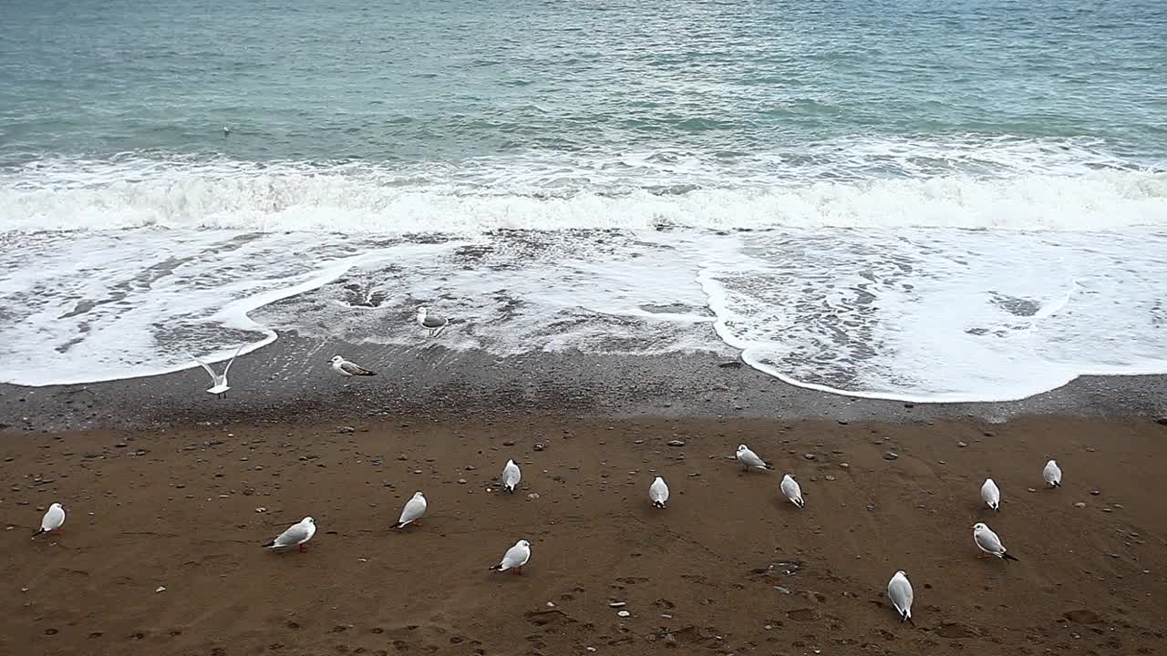 海浪，海浪在石头海岸与海鸥在阴天，正面的看法。视频素材