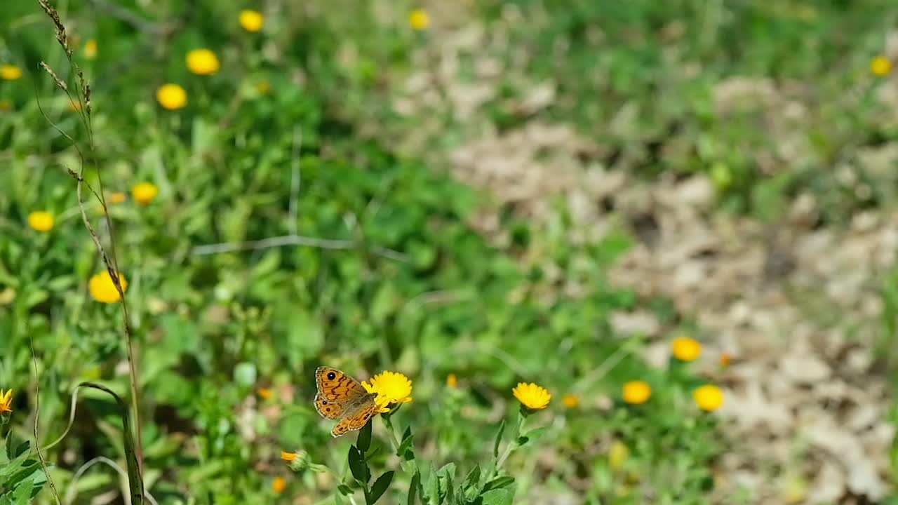 野生橘黄色蝴蝶飞过春天的草地，翅膀动作缓慢，昆虫野生视频素材