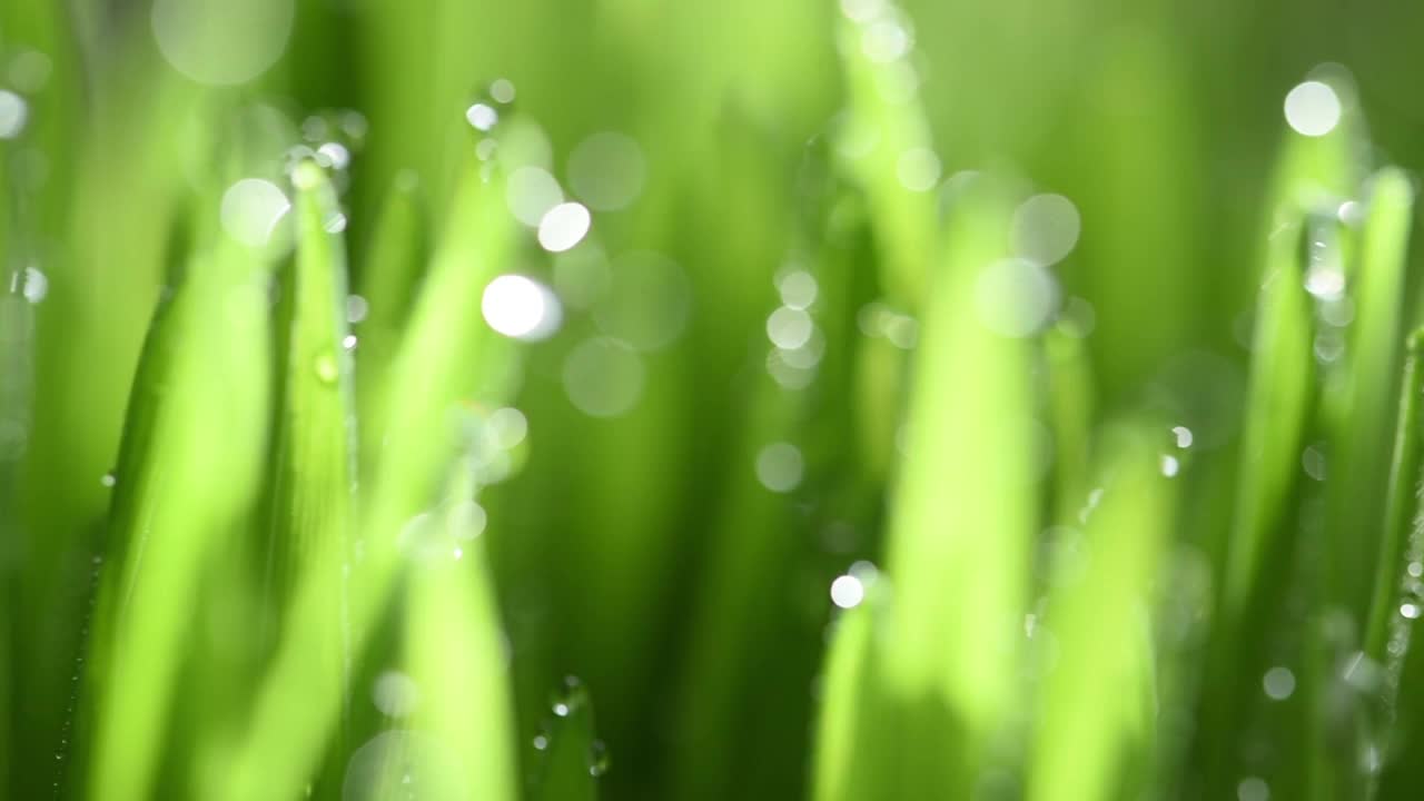 走在绿色春雨草上。关注下降。视频素材