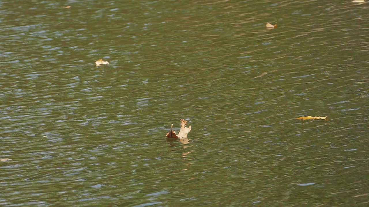 池塘水面上的波浪视频素材