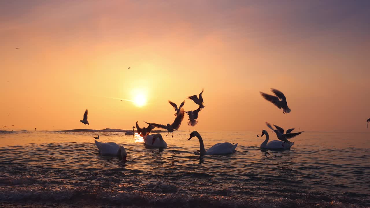 天鹅在海浪中游泳。日出的海滨和飞翔的海鸥视频素材