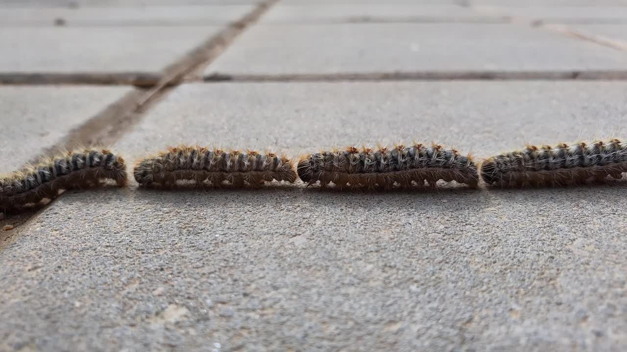 松毛虫是鳞翅目落叶昆虫的一种视频素材