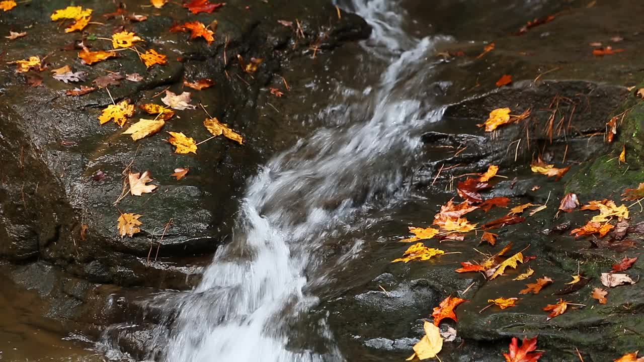 秋天水槽循环视频素材