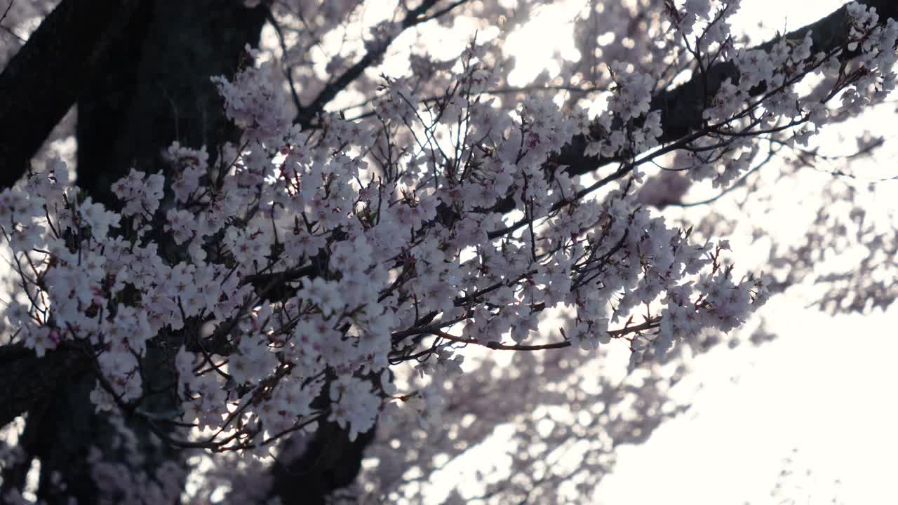 随风摇曳的樱花视频素材