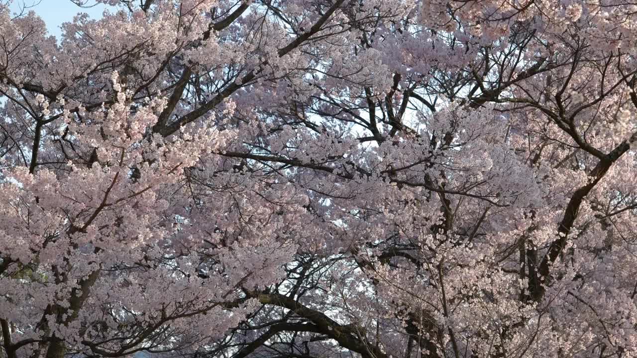 下午随风摇曳的樱花视频素材