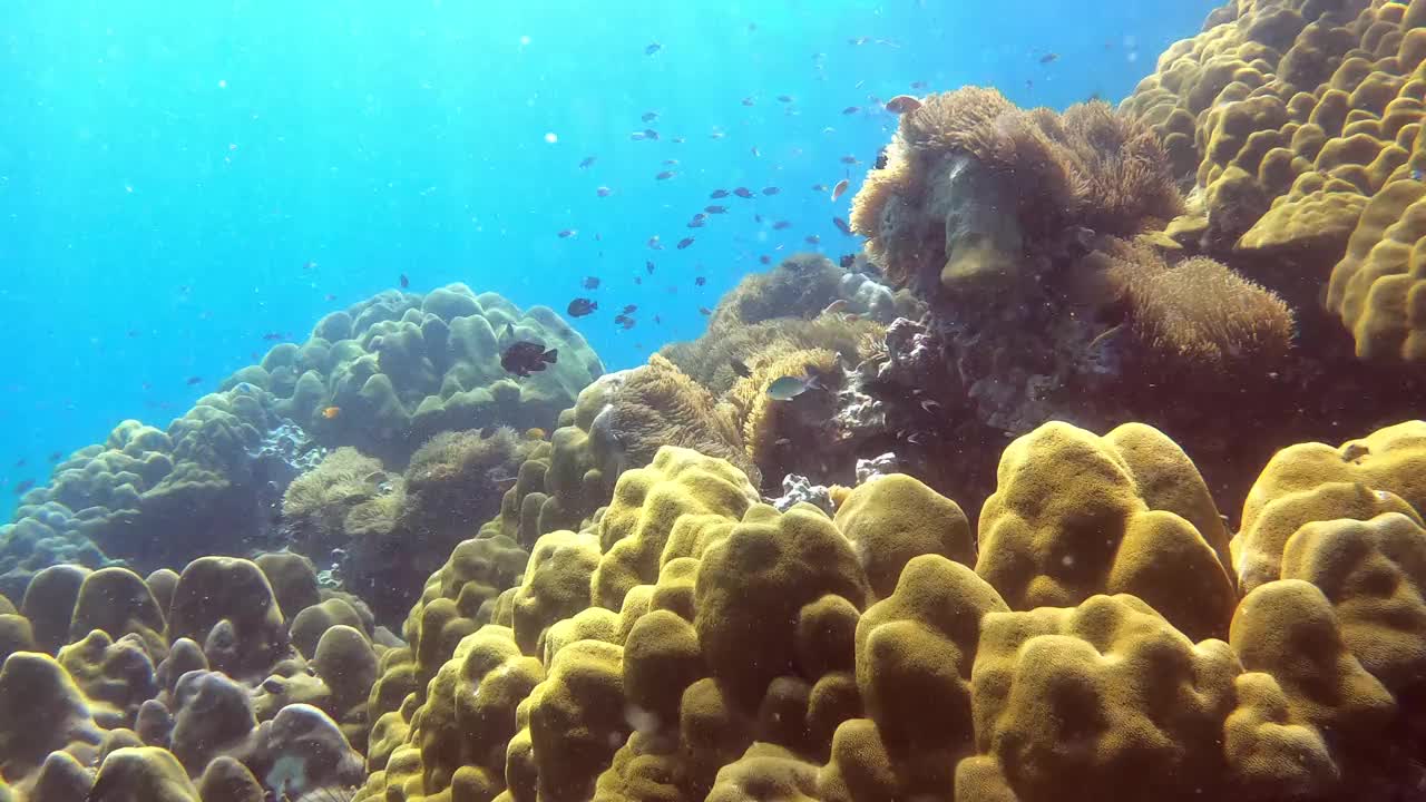 泰国南部普吉岛的银莲花花田视频下载