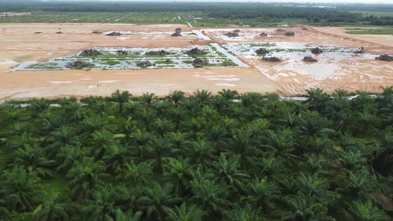 砍伐棕榈油和土地干净视频素材