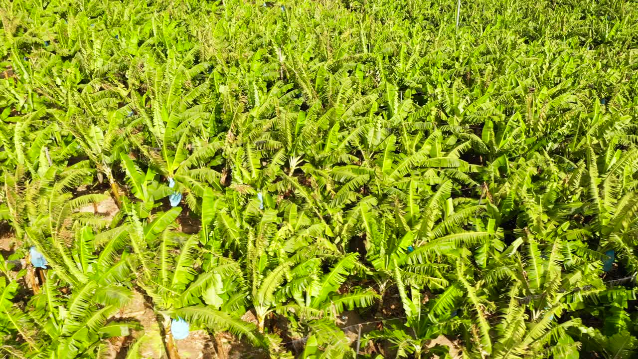 菲律宾棉兰老岛的香蕉种植园视频素材