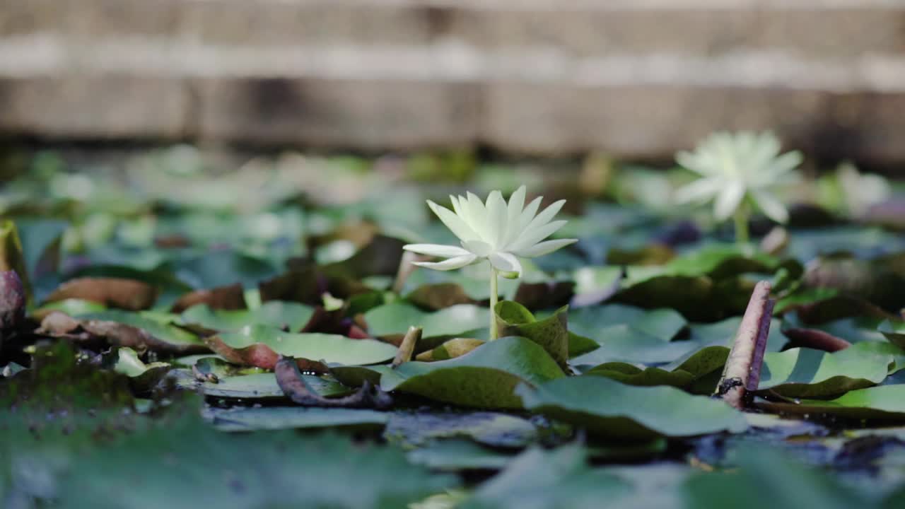 沼泽白莲的近景视频素材