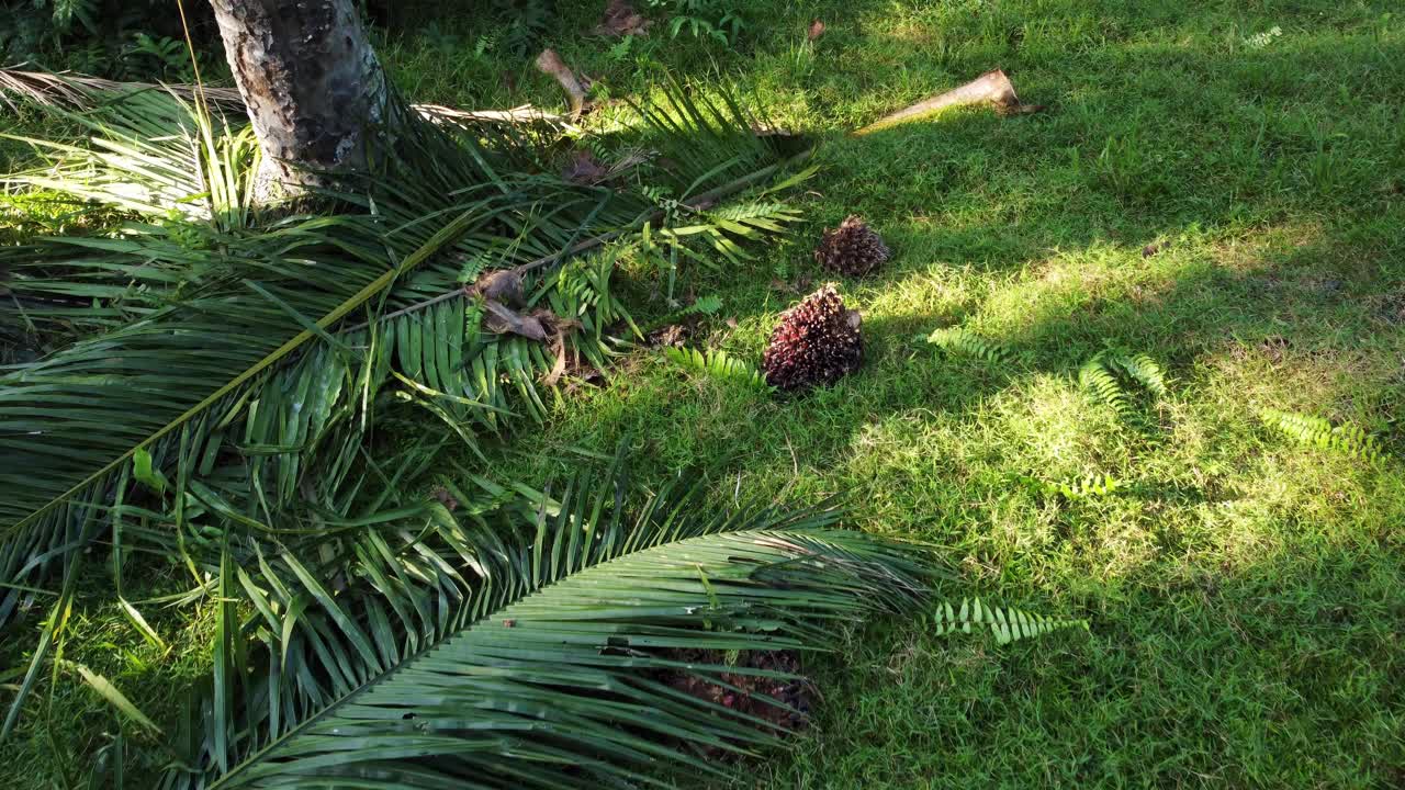 在阳光明媚的日子向油棕榈果移动视频素材