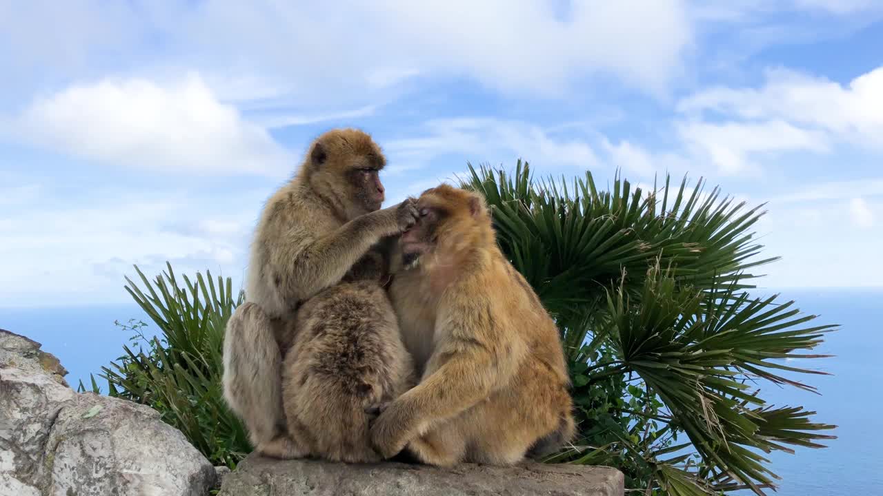 两只猴子在互相梳理毛发。视频素材