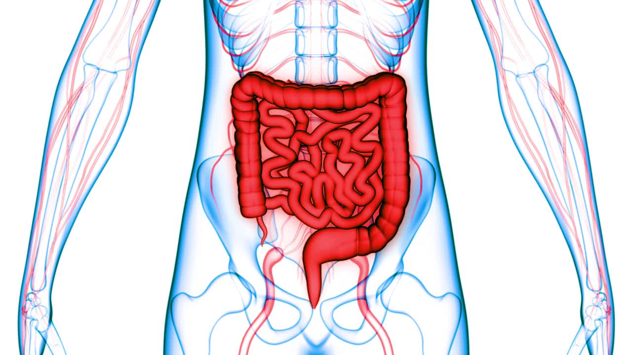 人体消化系统大小肠解剖动画概念视频素材
