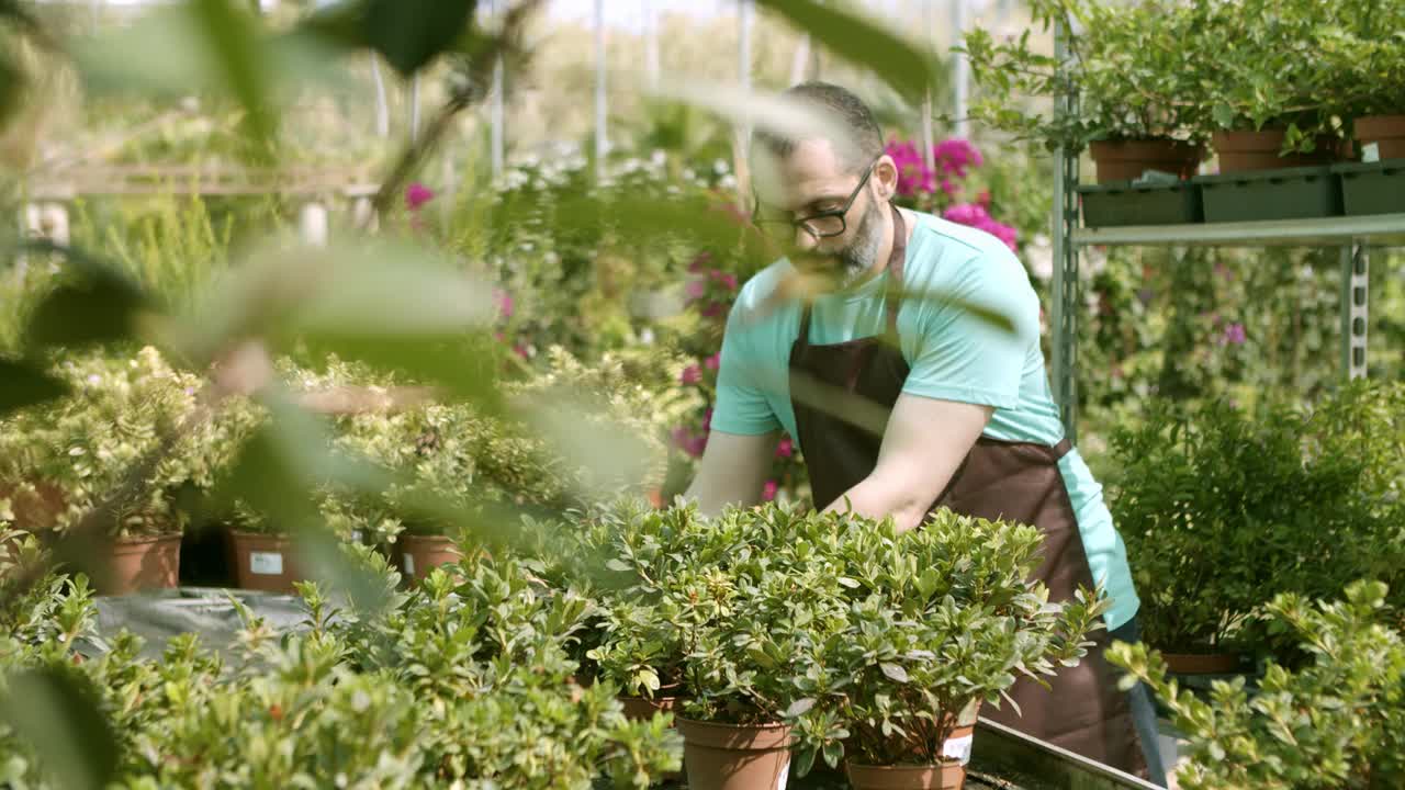 温室男主人正在挑选出售的植物视频素材