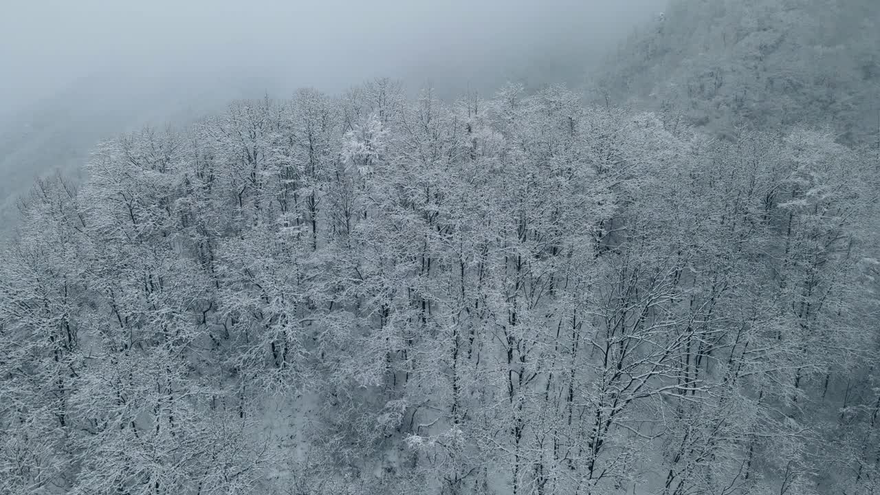 山上雪林鸟瞰图视频素材