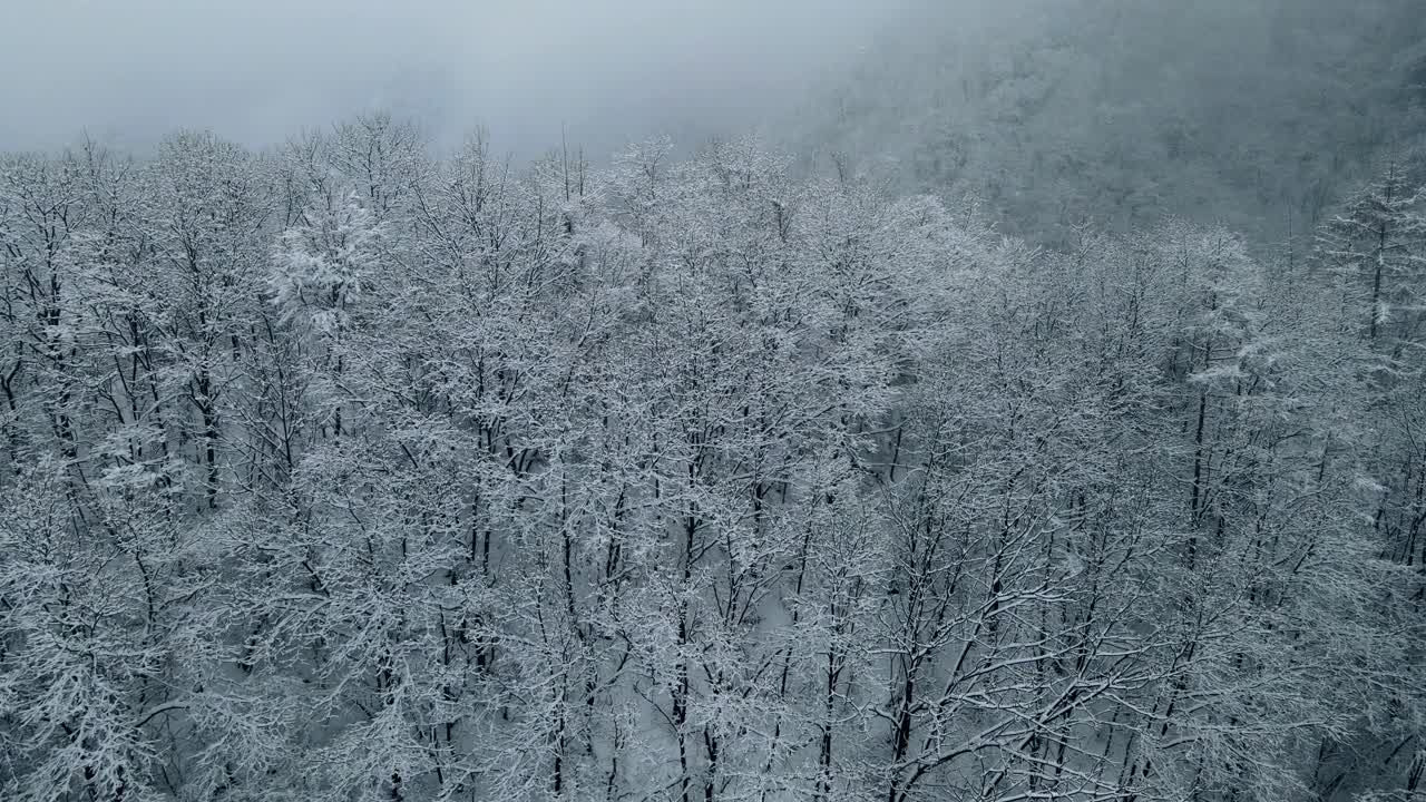 山上雪林鸟瞰图视频素材