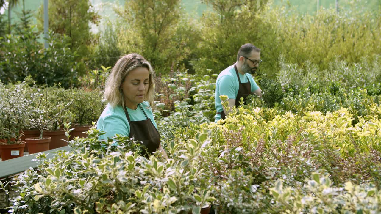 两名温室花匠正在检查盆栽植物视频素材