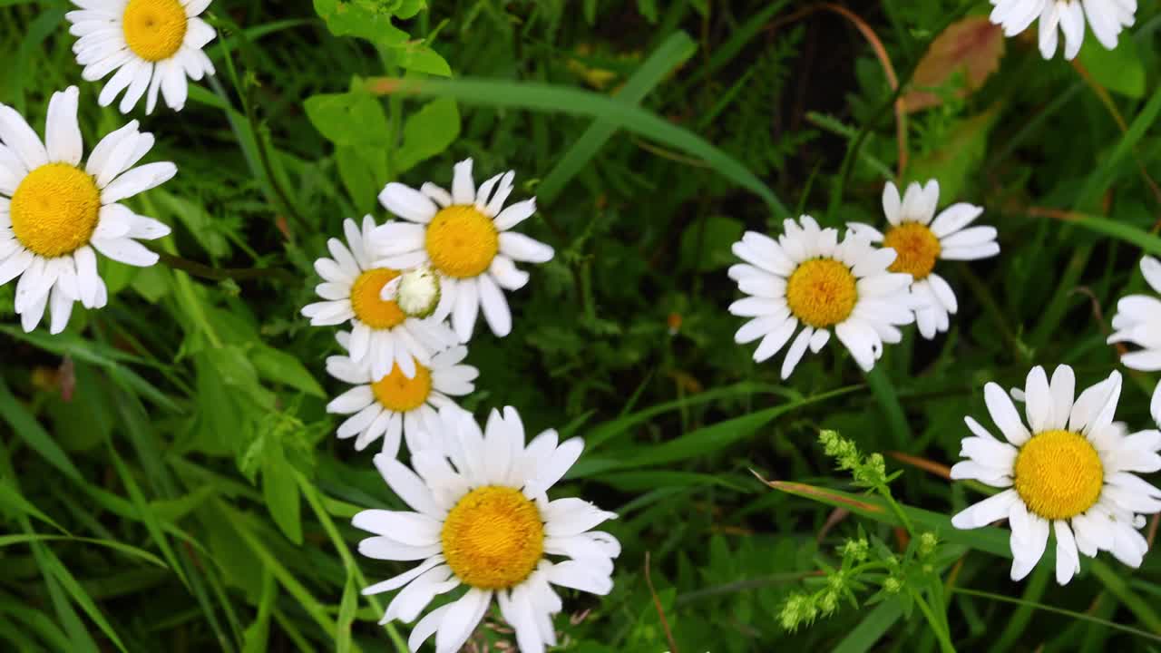 田野里开着白色的洋甘菊野花视频素材