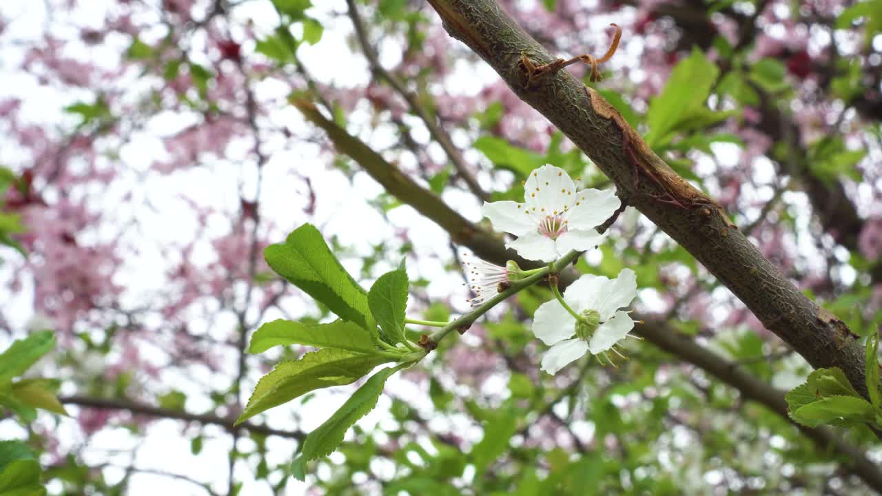 美丽的春天梅花盛开。视频素材