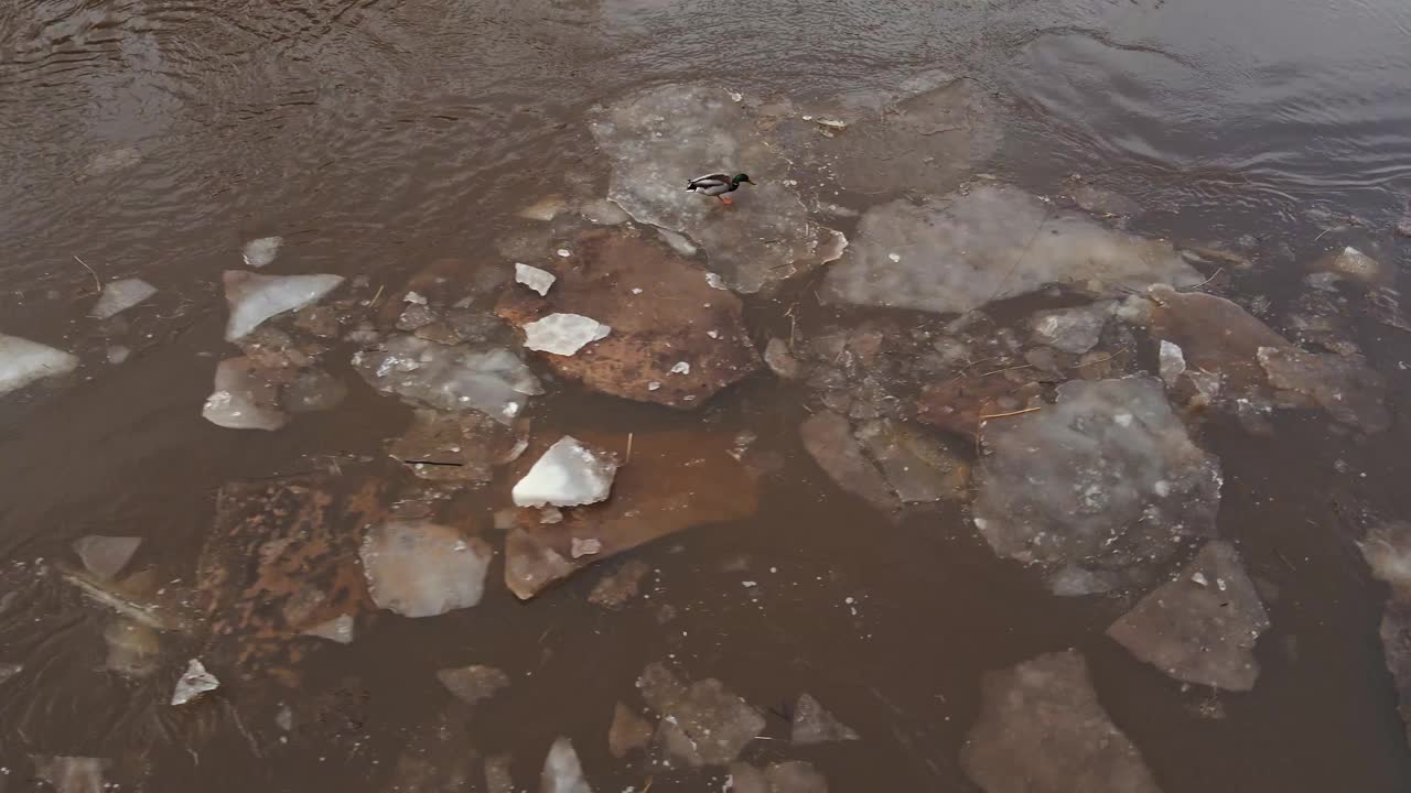 好玩的鸭子坐在冰上:融化的雪沿着河流在美丽的沙崖电影空中流动视频素材