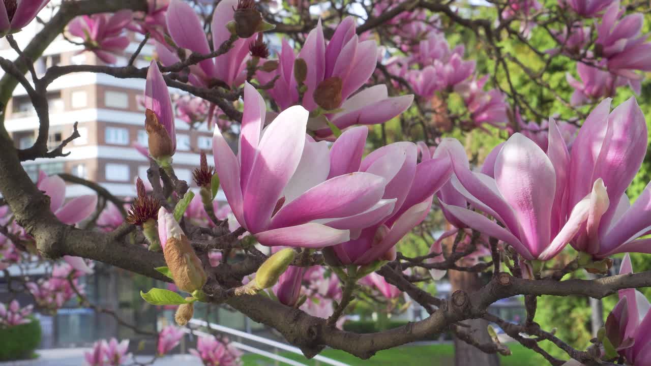 城市街道上的公园里，可爱的玉兰花开在一棵盛开的树上视频素材