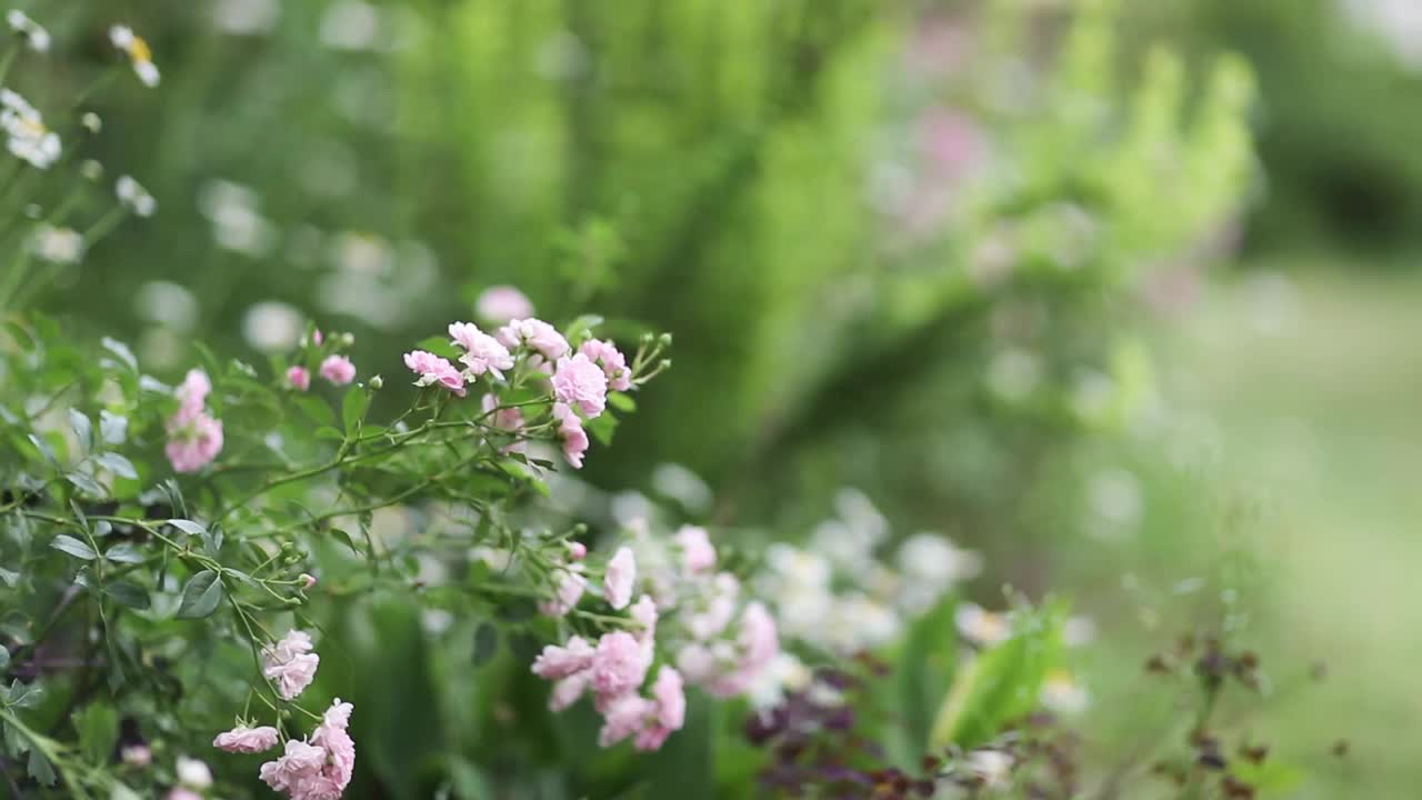 夏季灌木玫瑰花卉观赏花园。那个妇女用修枝器剪树枝。视频素材