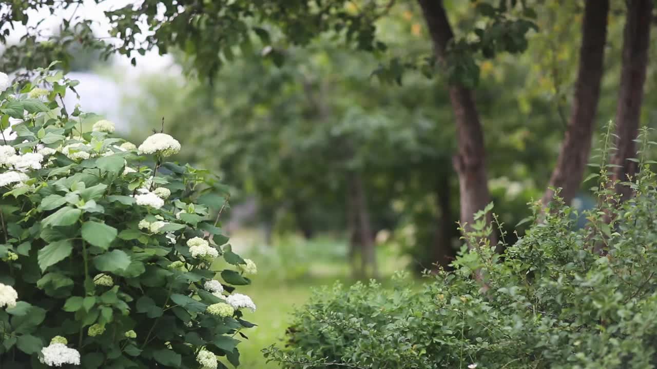 夏季花园中的花和灌木。穿着亚麻布裙子和帽子的女孩沿着公园的小路走着。视频下载