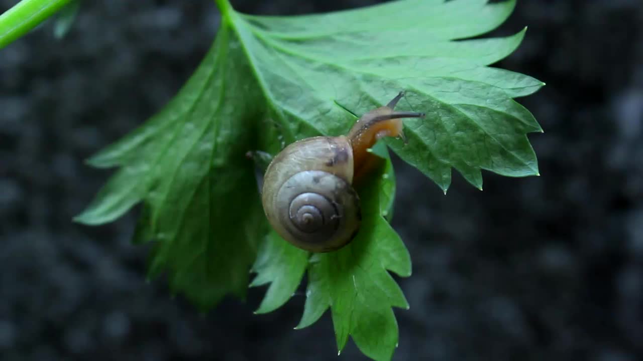 蜗牛在叶视频素材