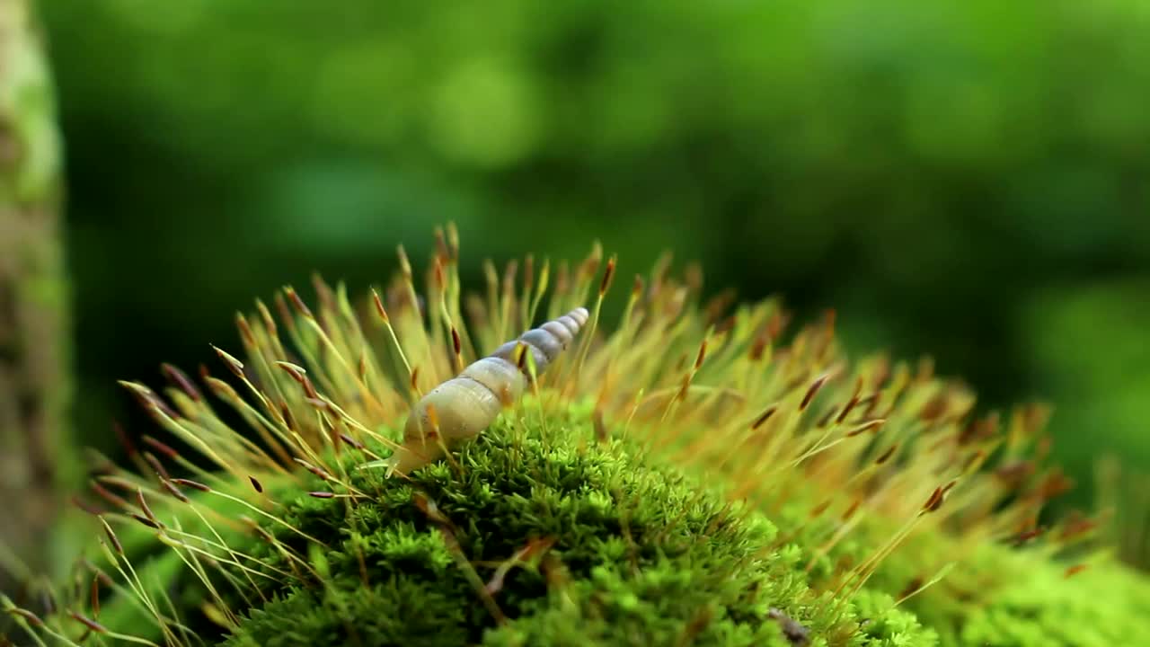 苔藓上的蜗牛视频素材