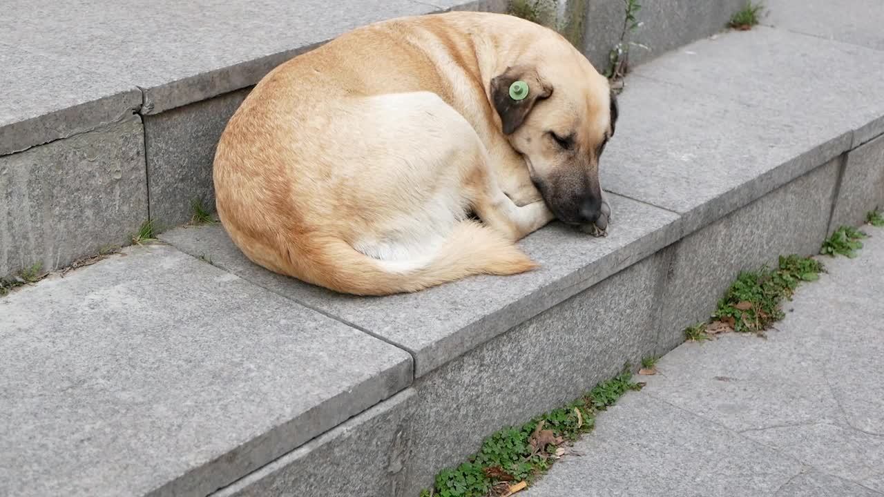 孤独不幸的流浪狗躺在街道楼梯的台阶上。特写镜头视频素材