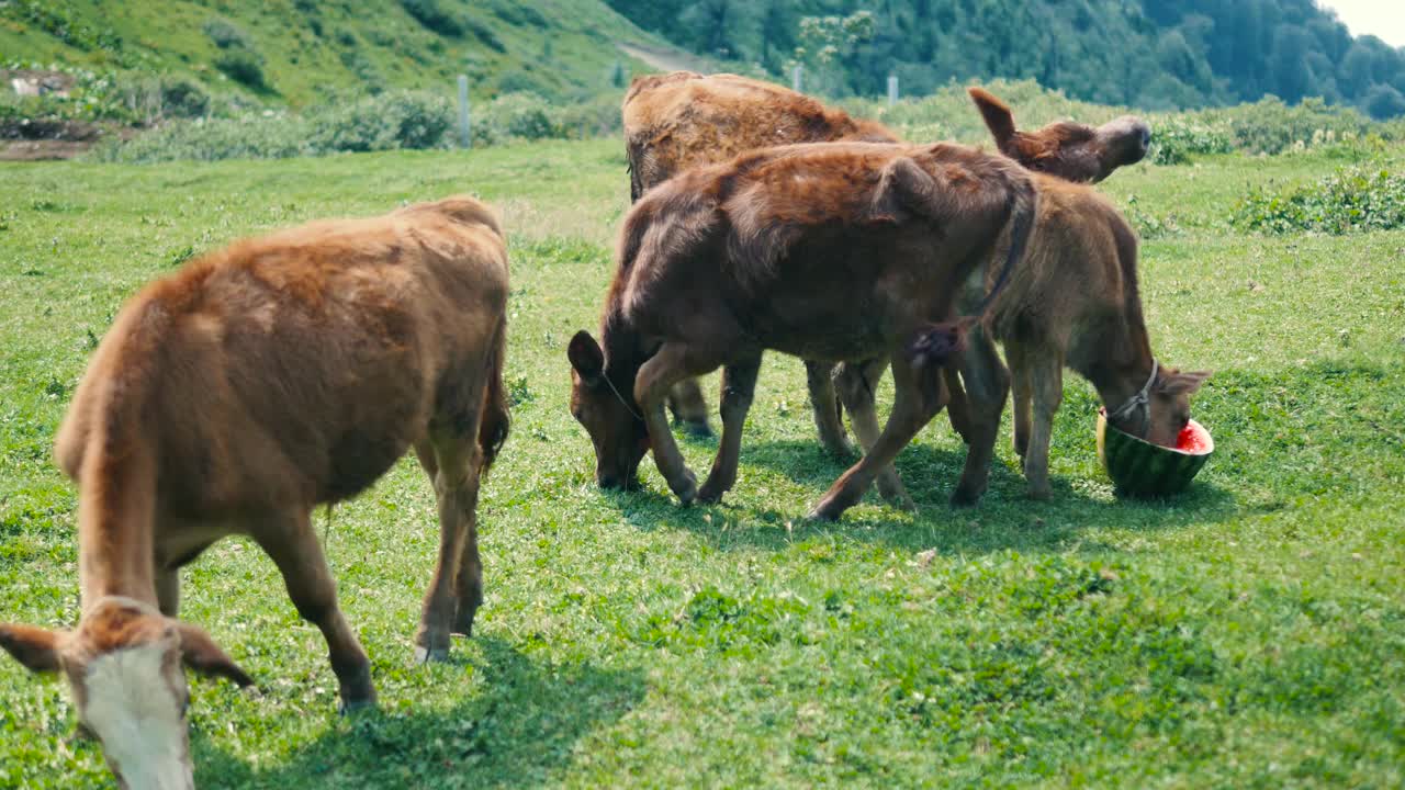 小牛在山上的草地上吃着西瓜。草地上的新生奶牛。视频素材