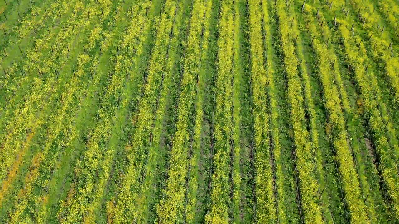 覆盖葡萄园的芥菜植物鸟瞰图视频素材