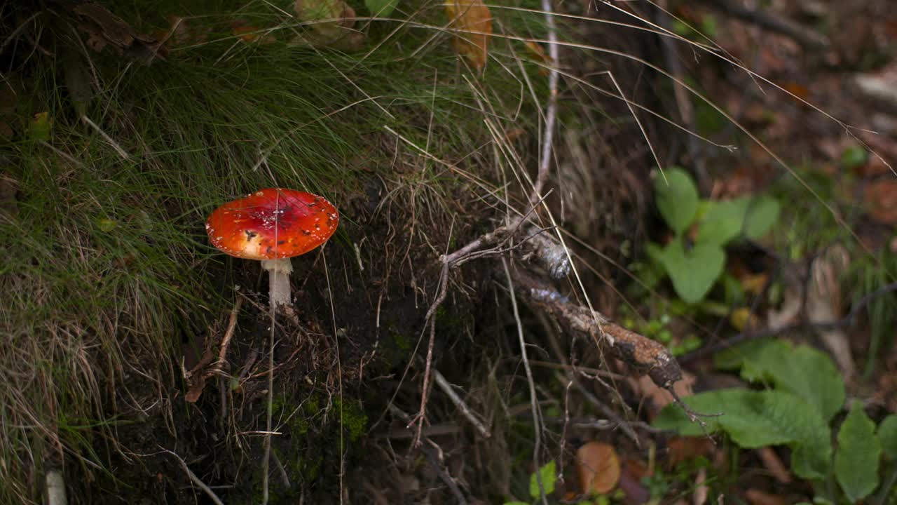 森林里危险的红色毒蕈视频素材