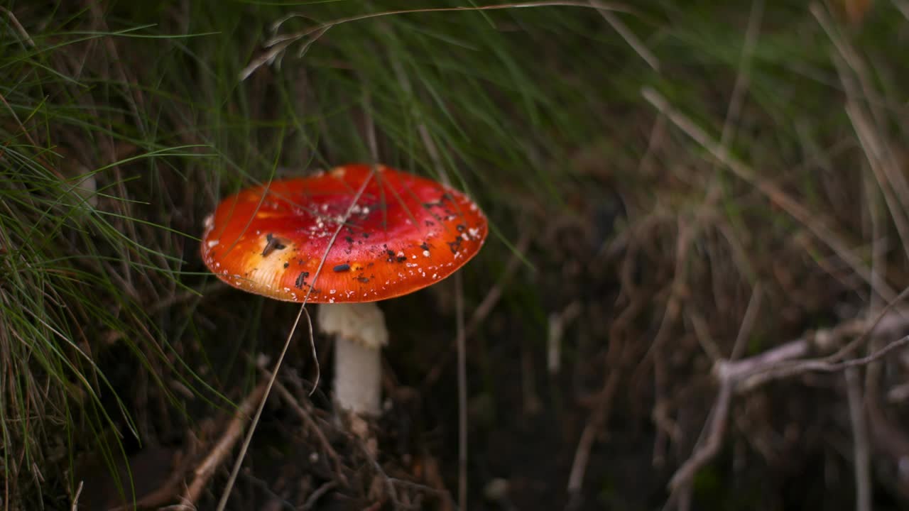 森林里危险的红色毒蕈视频素材