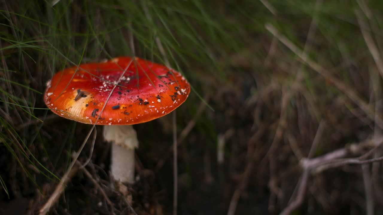 森林里危险的红色毒蕈视频素材