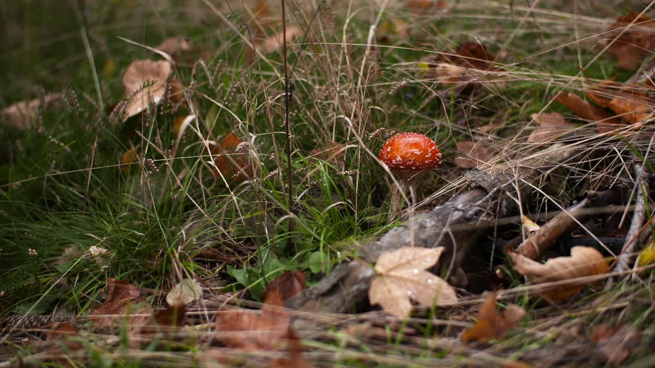 森林里危险的红色毒蕈视频素材