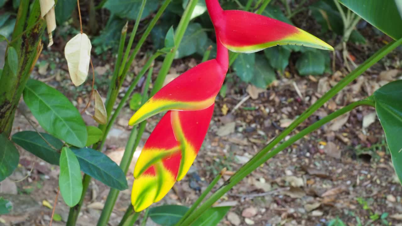 海里康属植物花视频素材