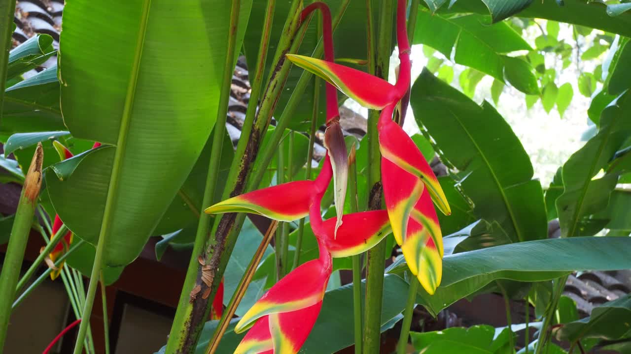 海里康属植物花视频素材