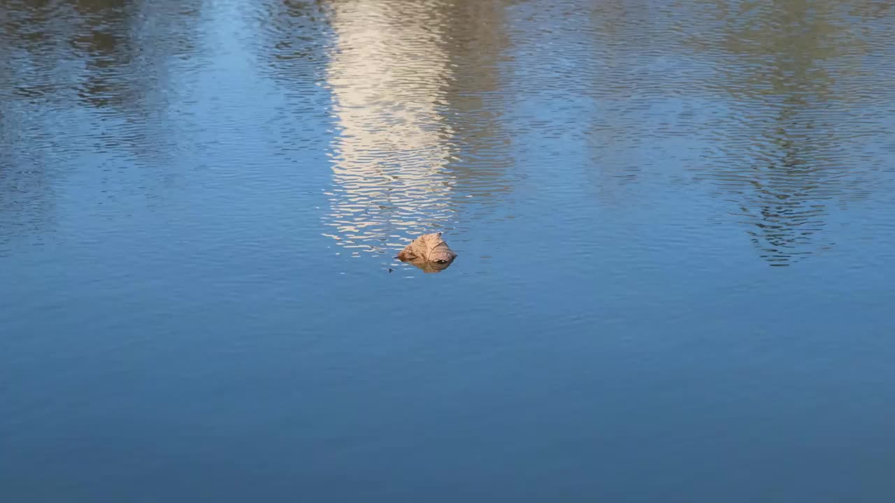 白色的塔倒映在蓝色的水中。一片枯叶漂浮在平静的蓝色水面上视频素材