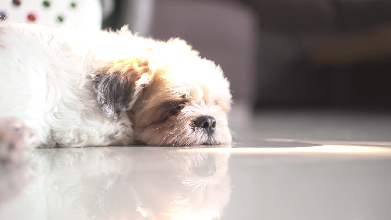 西施犬在家里的地板上等待主人视频素材