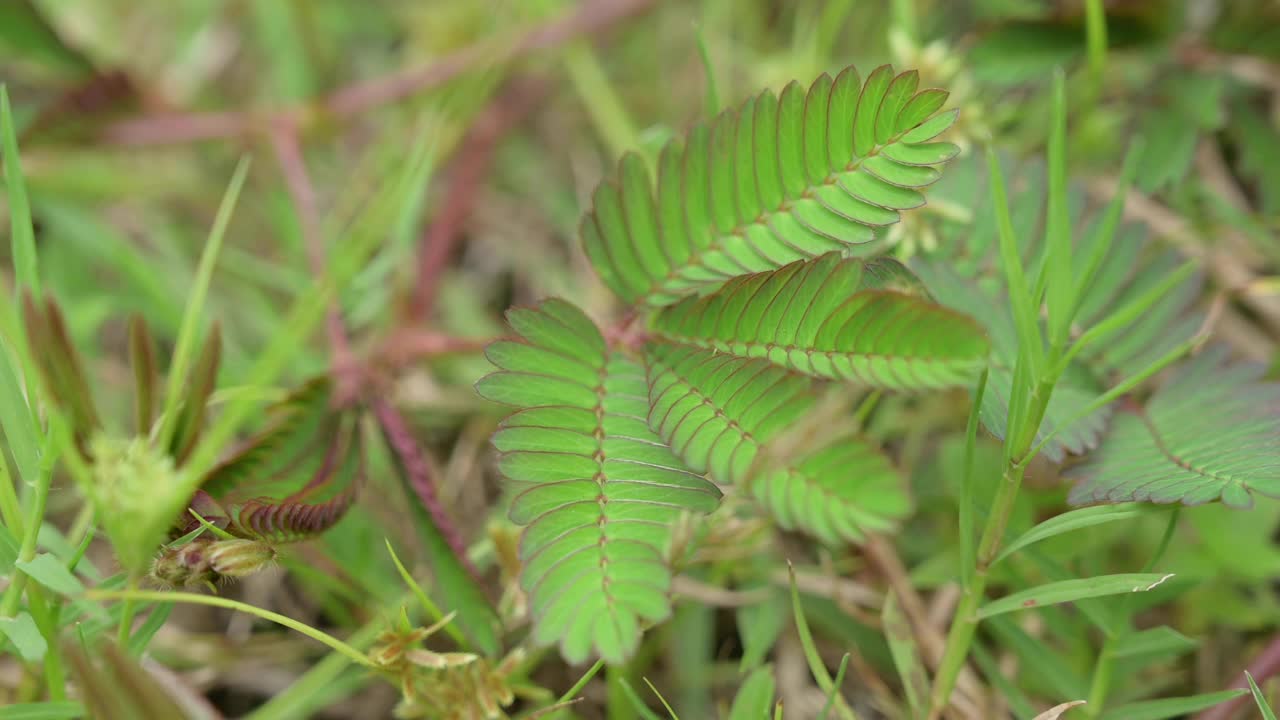 男人的手指触摸敏感植物视频素材