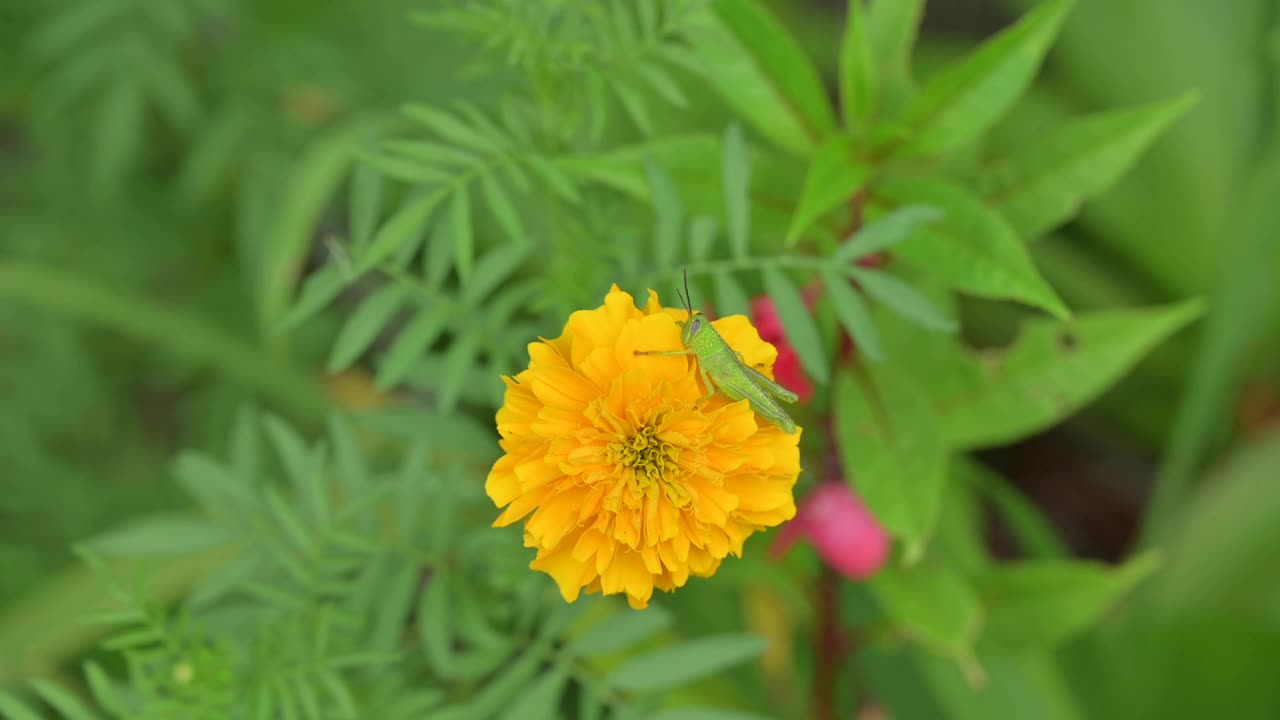 黄色向日葵或金盏花近景视频素材