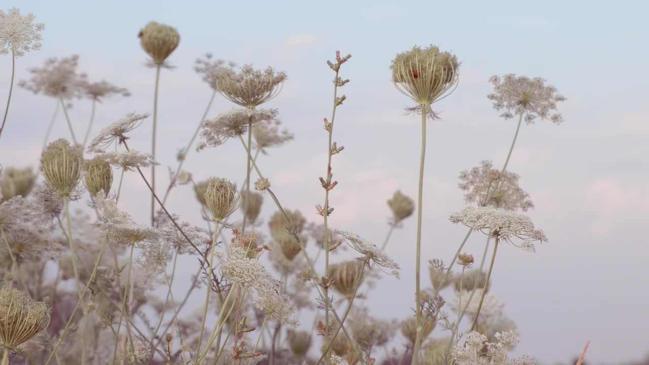 草地。美丽的自然背景。野花在田间生长。草地上的野花和药草迎风摆动。慢动作，特写，微距，4K超高清视频片段视频素材