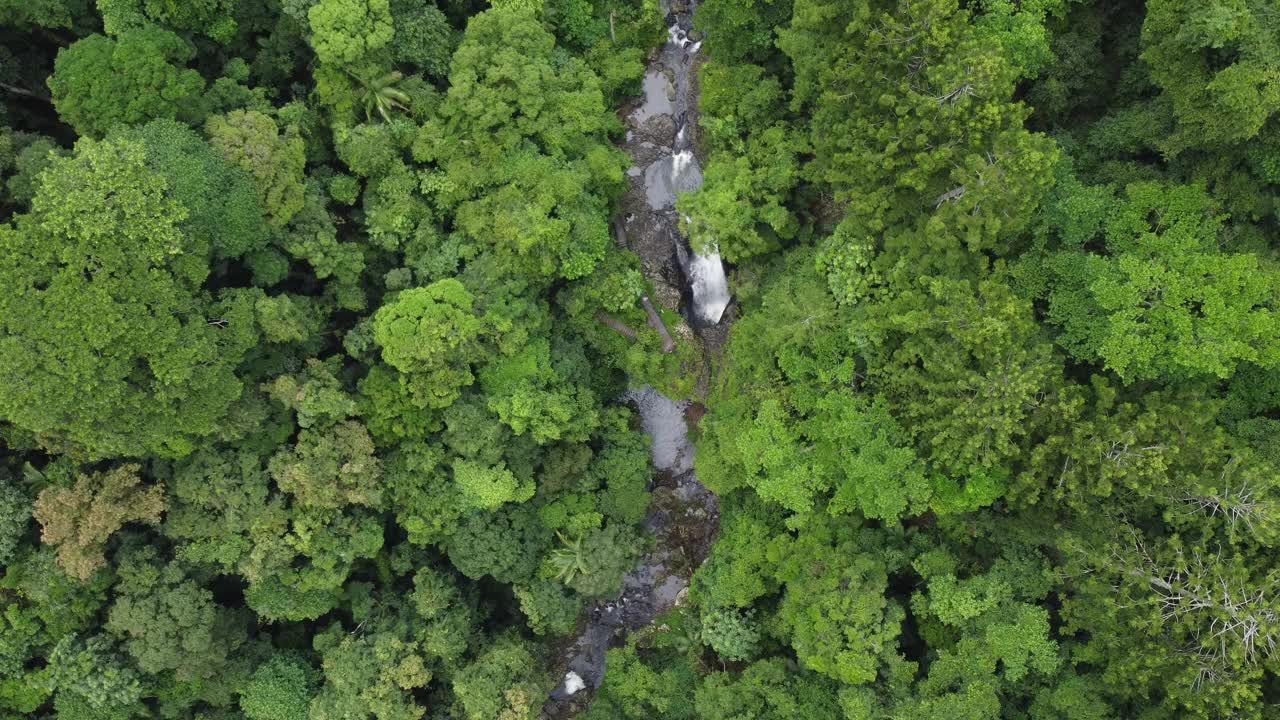 鸟瞰郁郁葱葱的澳大利亚雨林和流动的溪流视频素材