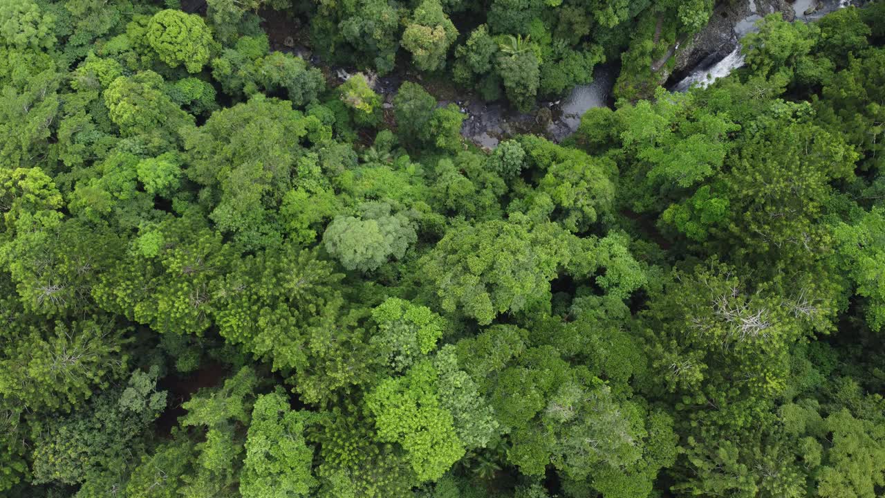 无人机拍摄的澳大利亚雨林和山溪视频素材