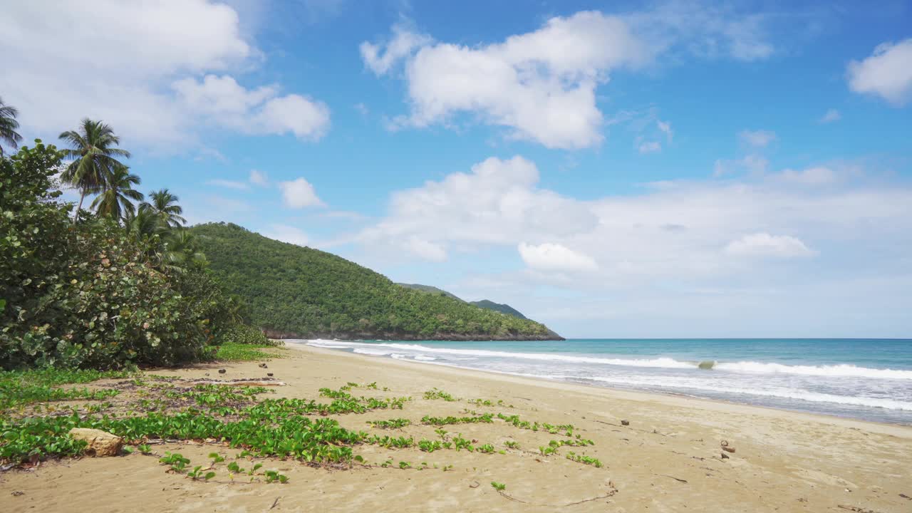 野生热带海滩，棕榈树和黄沙视频素材